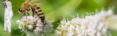 Lightweight 3-layer ventilated bee suit for men and women with a round veil, offering superior airflow, full-body coverage, and comfortable sting protection for beginner and experienced beekeepers alike.